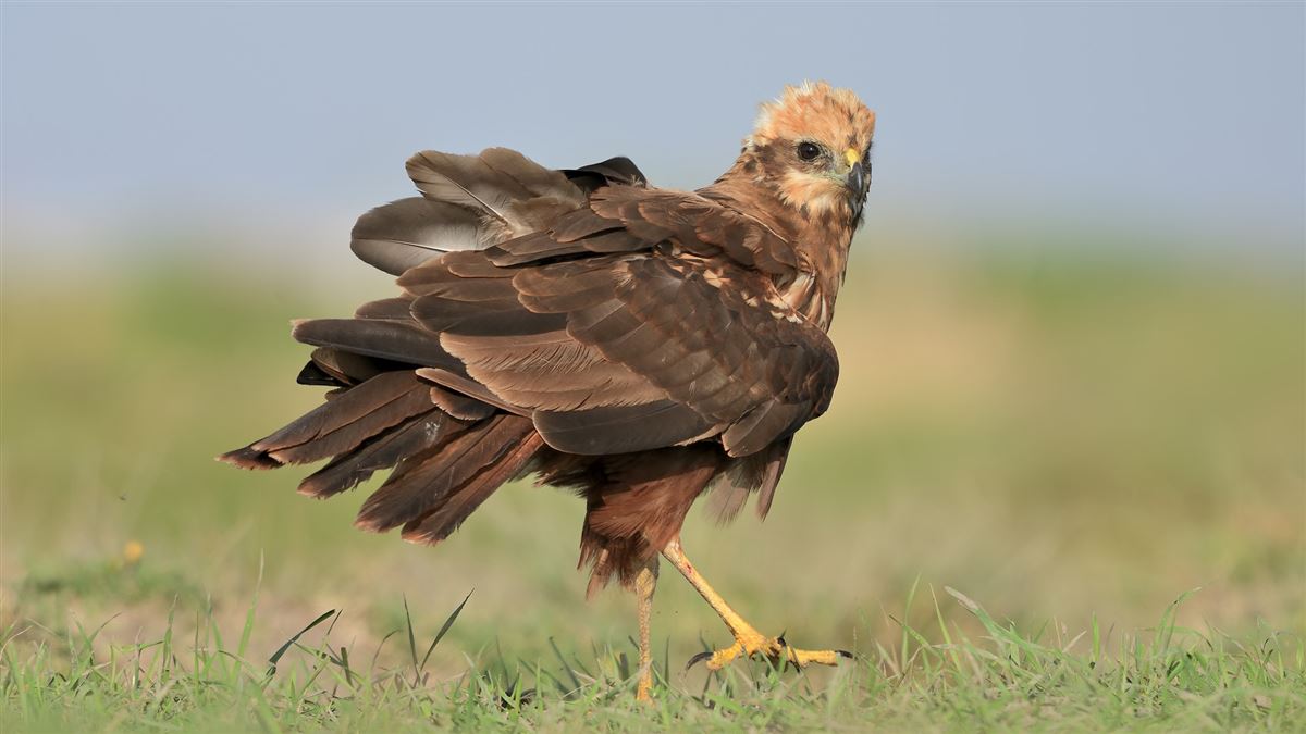 Western Marsh Harrier