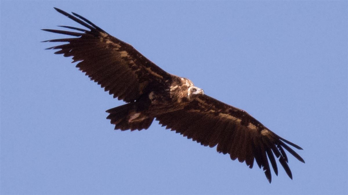 Cinereous Vulture