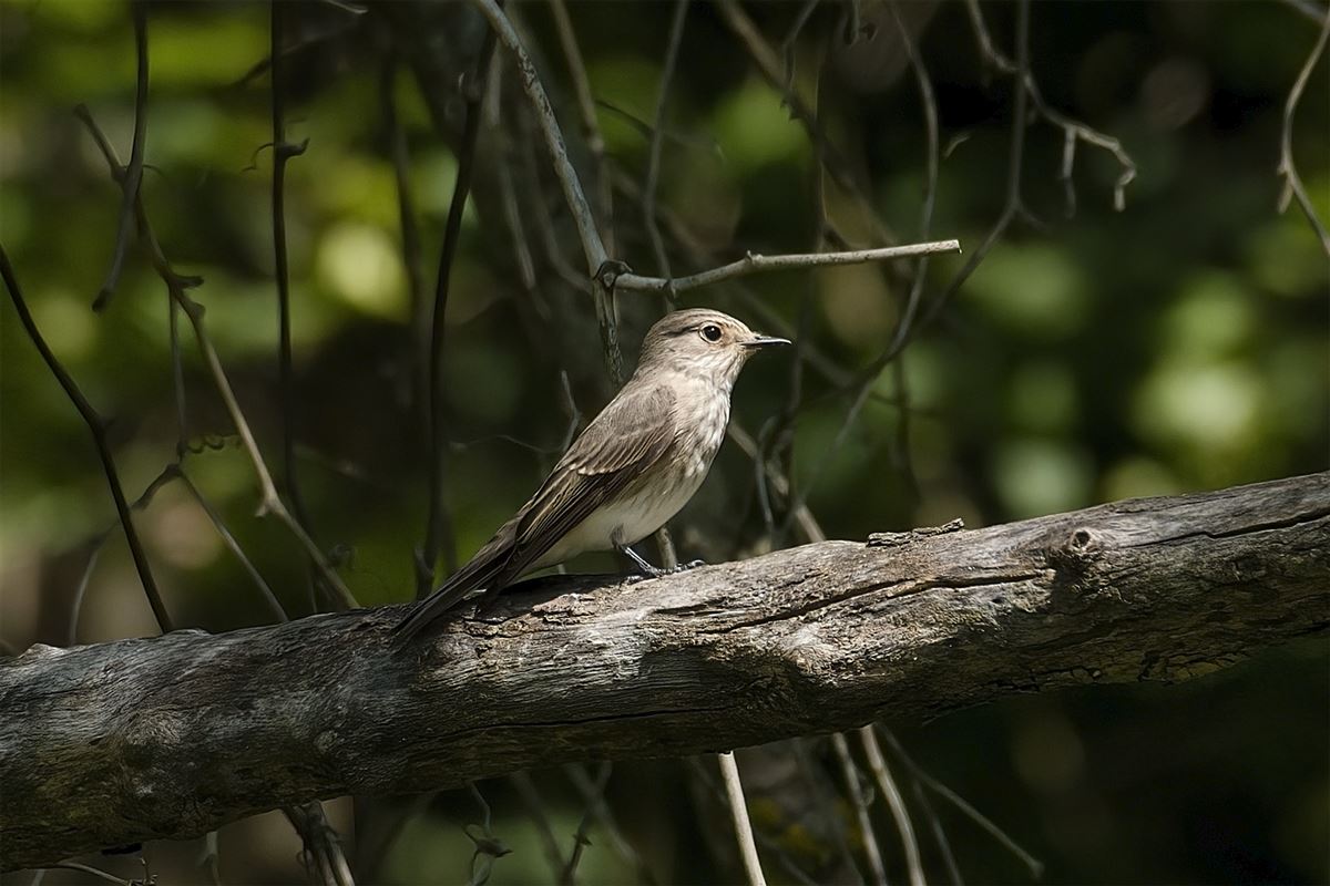 Spotted Flycatcher