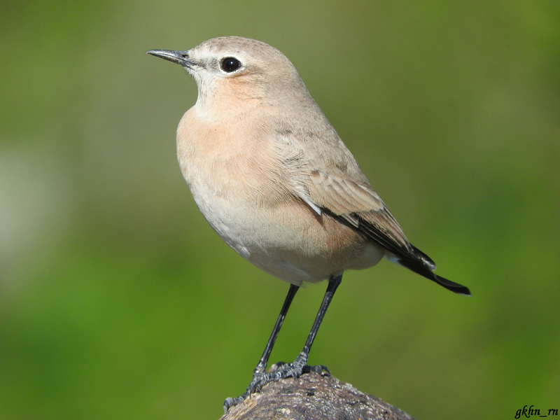 Isabelline Wheatear