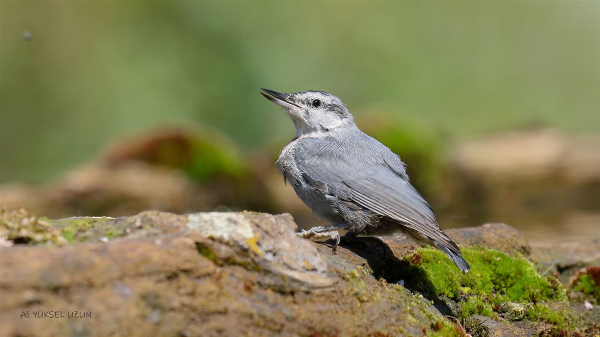Krüper`s Nuthatch