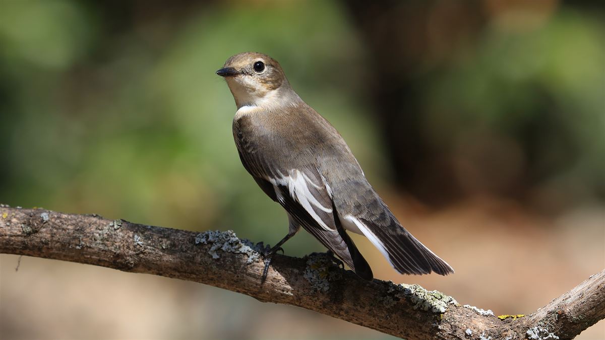 Collared Flycatcher