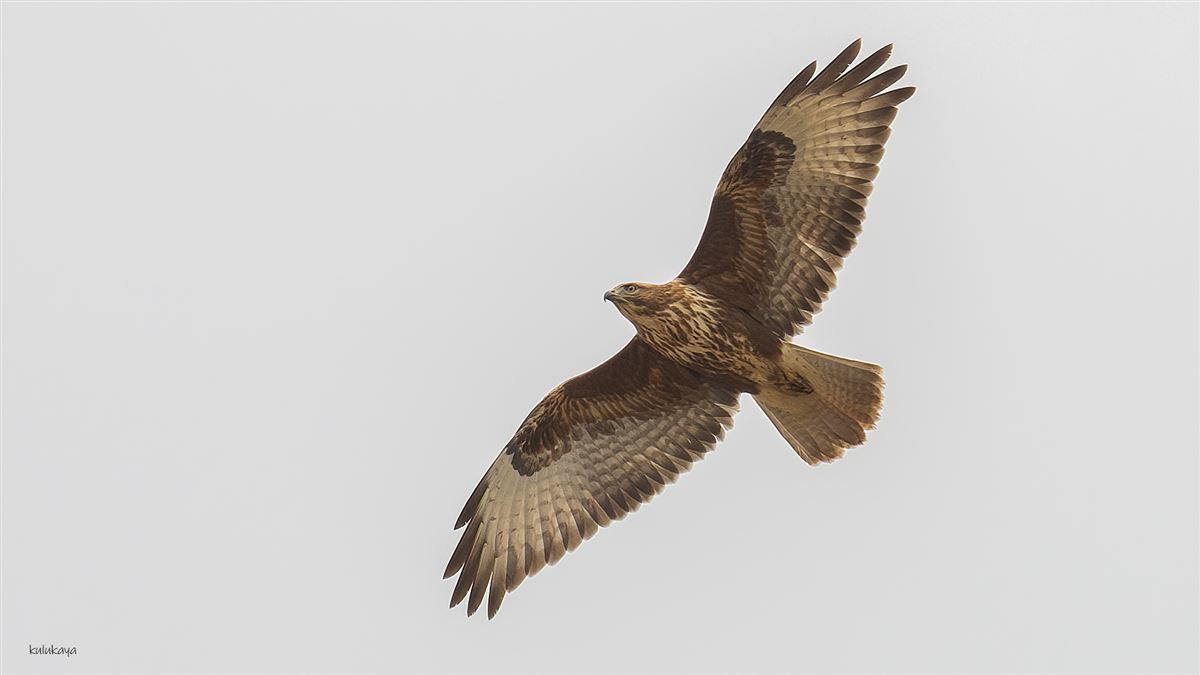 Common Buzzard
