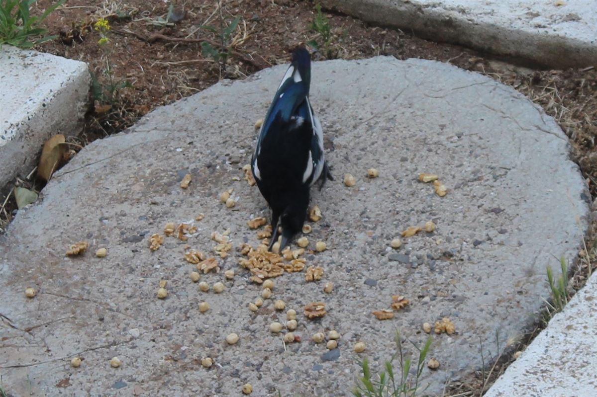 Eurasian Magpie