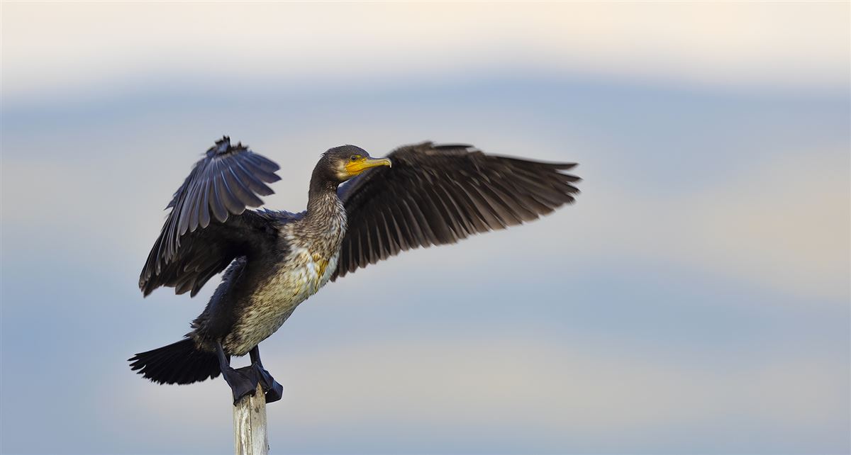 Great Cormorant