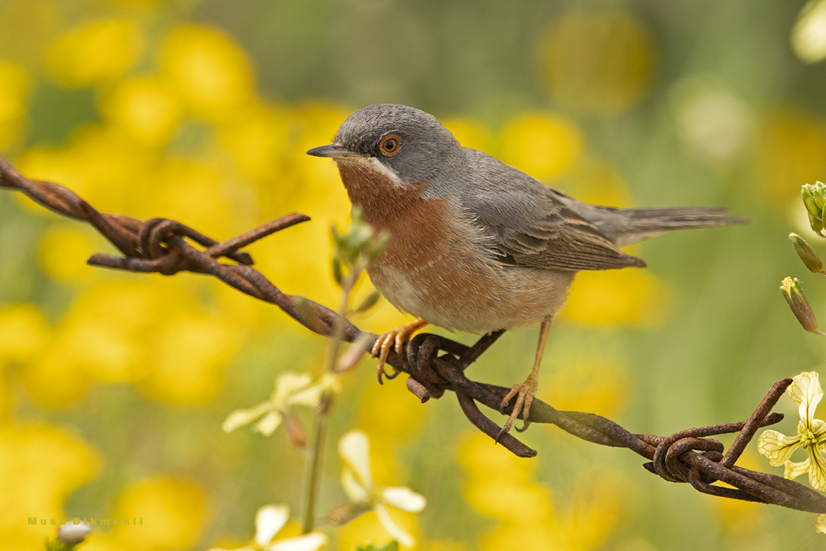 Subalpine Warbler