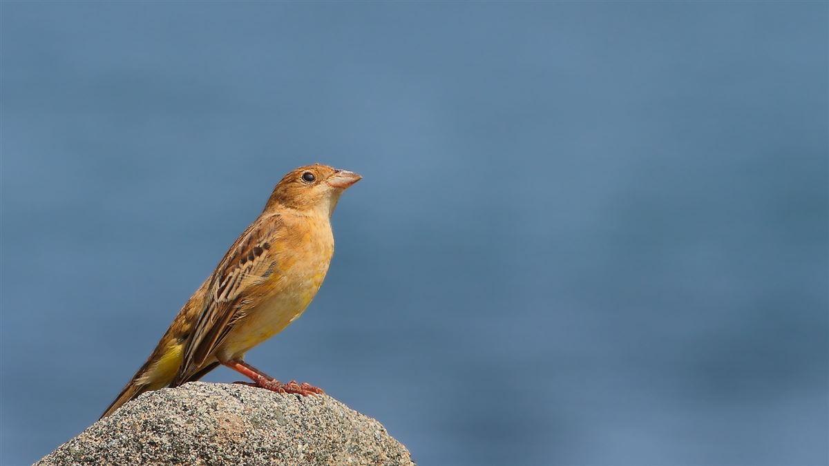 Black-headed Bunting