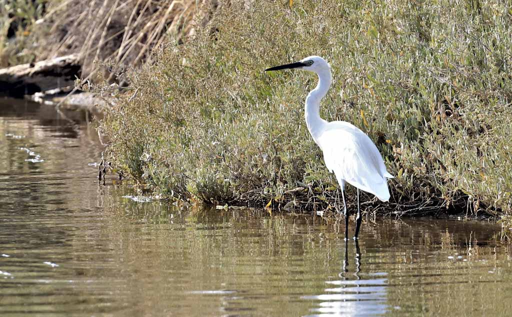 Little Egret