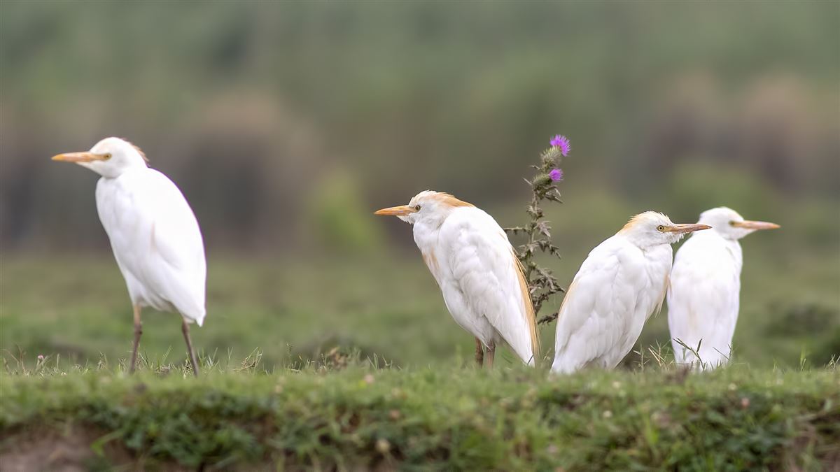 Western Cattle Egret