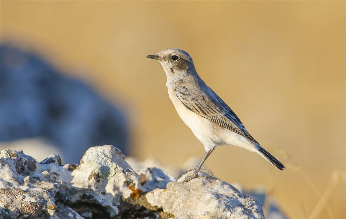 Finsch`s Wheatear