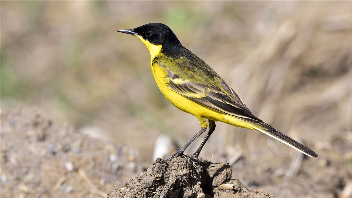 Western Yellow Wagtail