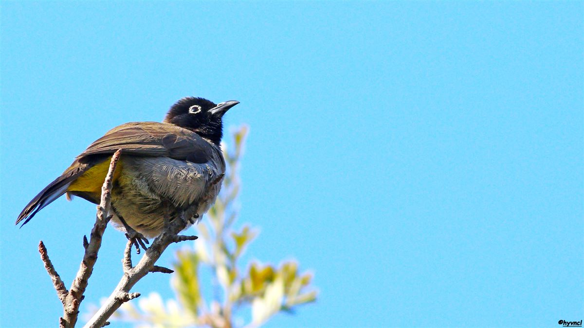 White-spectacled Bulbul