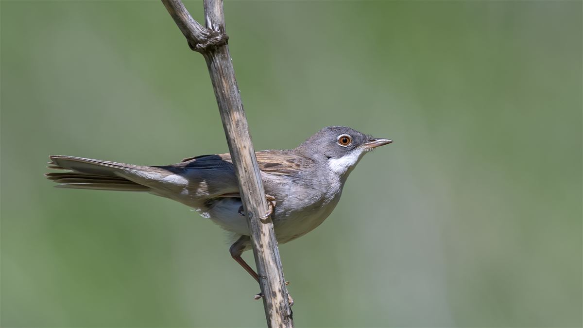 Common Whitethroat