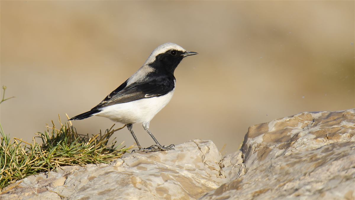 Finsch`s Wheatear