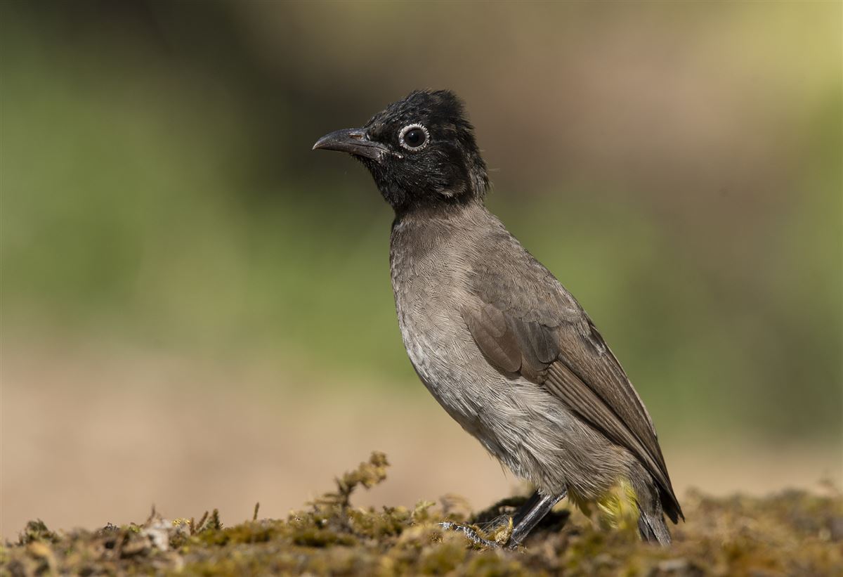 White-spectacled Bulbul