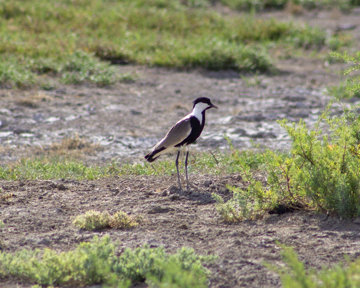 Spur-winged Lapwing