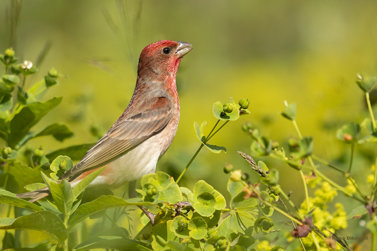 Common Rosefinch