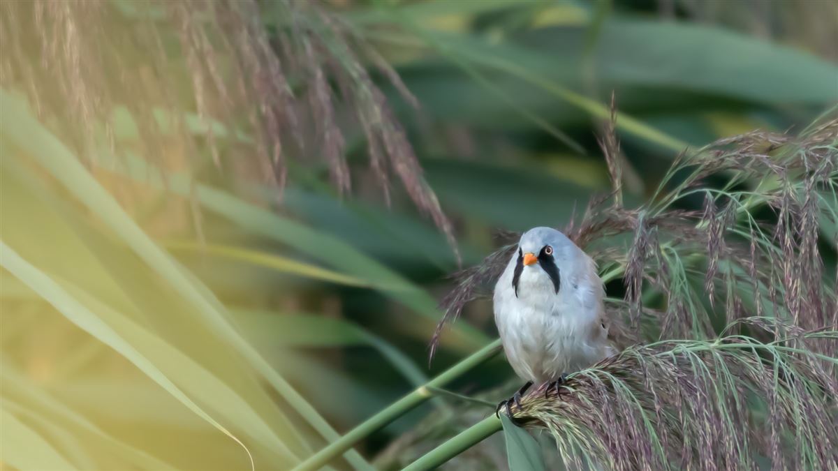 Bearded Reedling