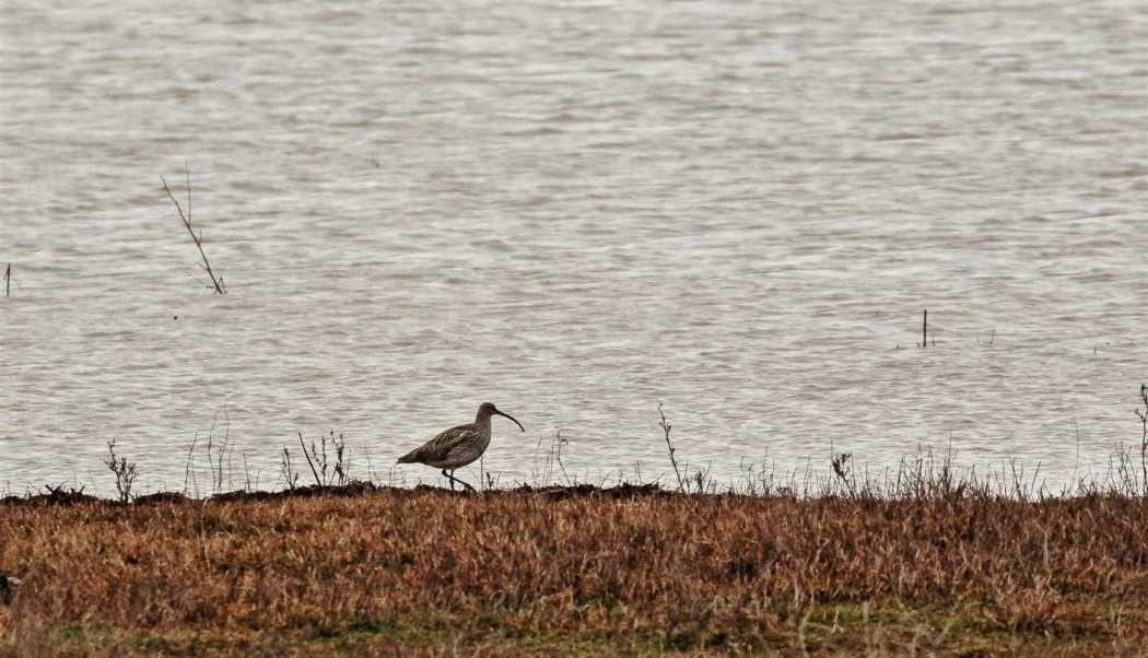 Eurasian Whimbrel