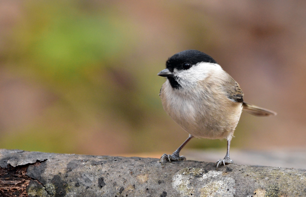 Marsh Tit