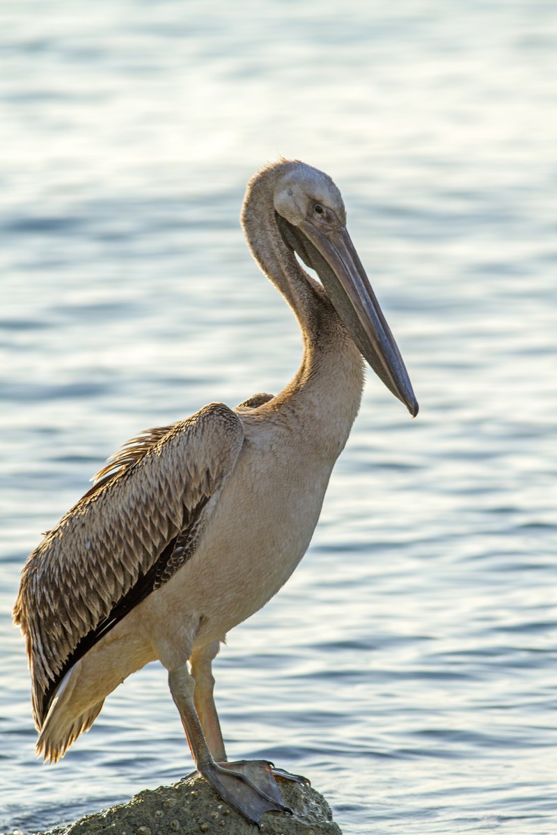 Ak Pelikan