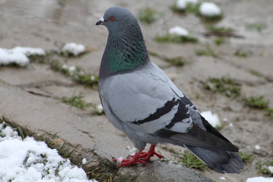 Rock Dove