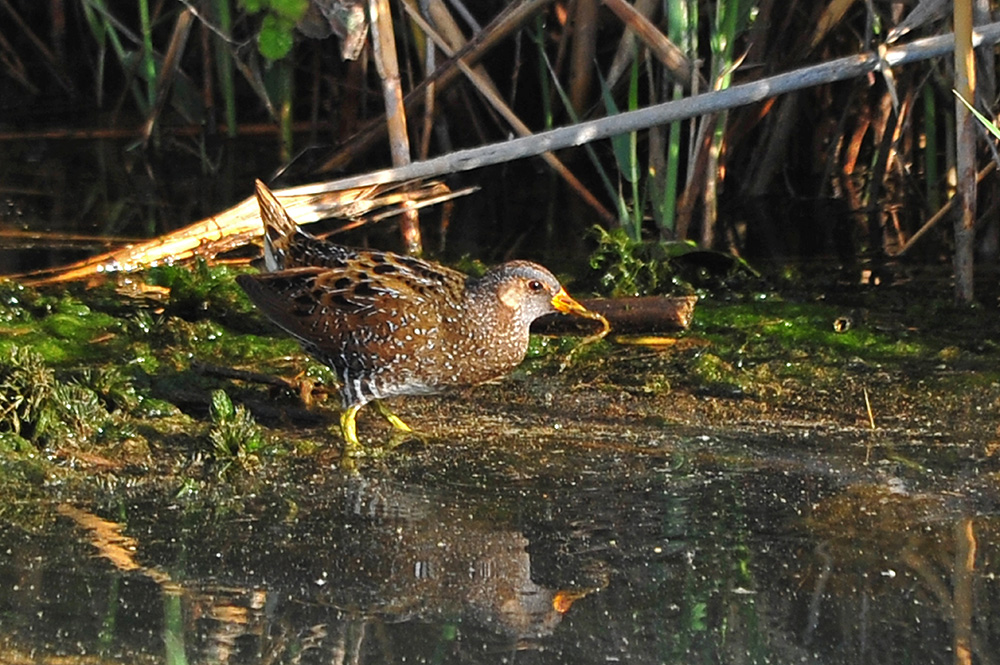 Spotted Crake