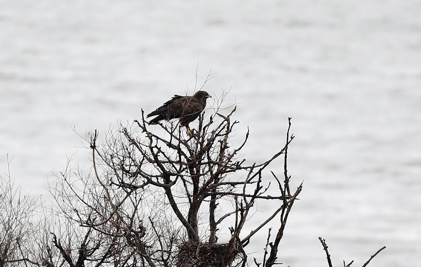 Greater Spotted Eagle