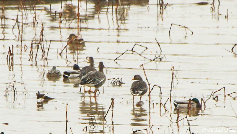 Greater White-fronted Goose