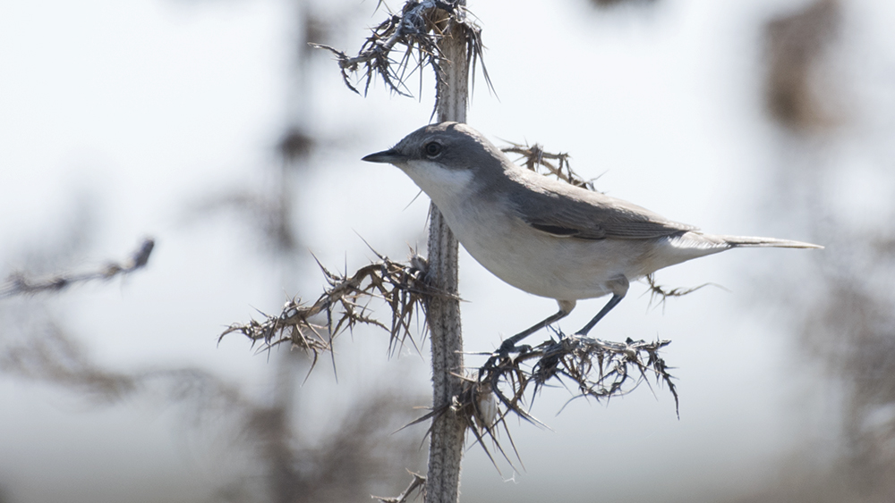 Eastern Orphean Warbler