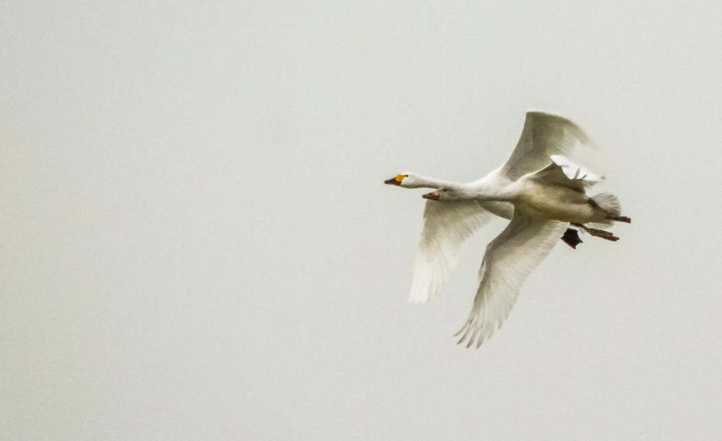 Tundra Swan