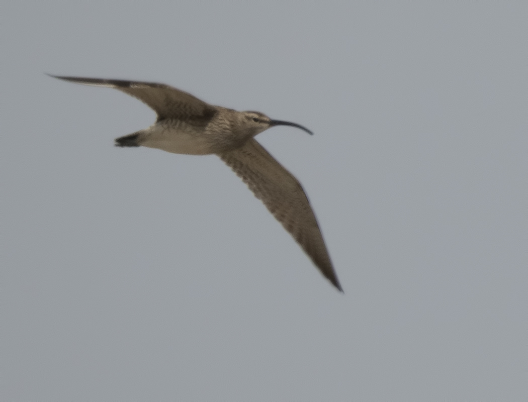 Eurasian Whimbrel