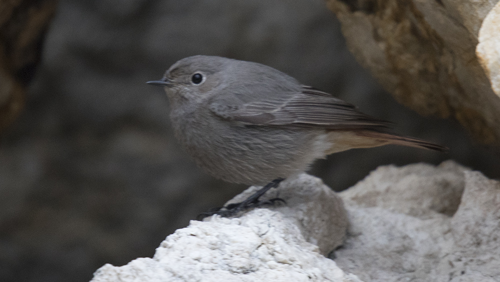 Black Redstart