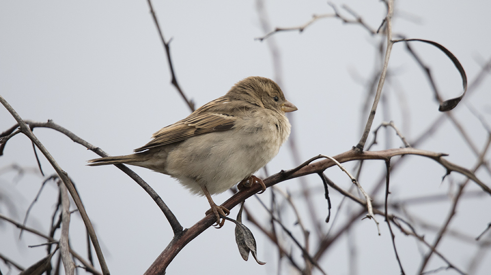 House Sparrow