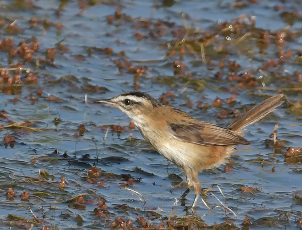 Moustached Warbler
