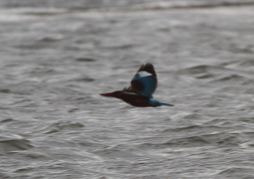 White-throated Kingfisher