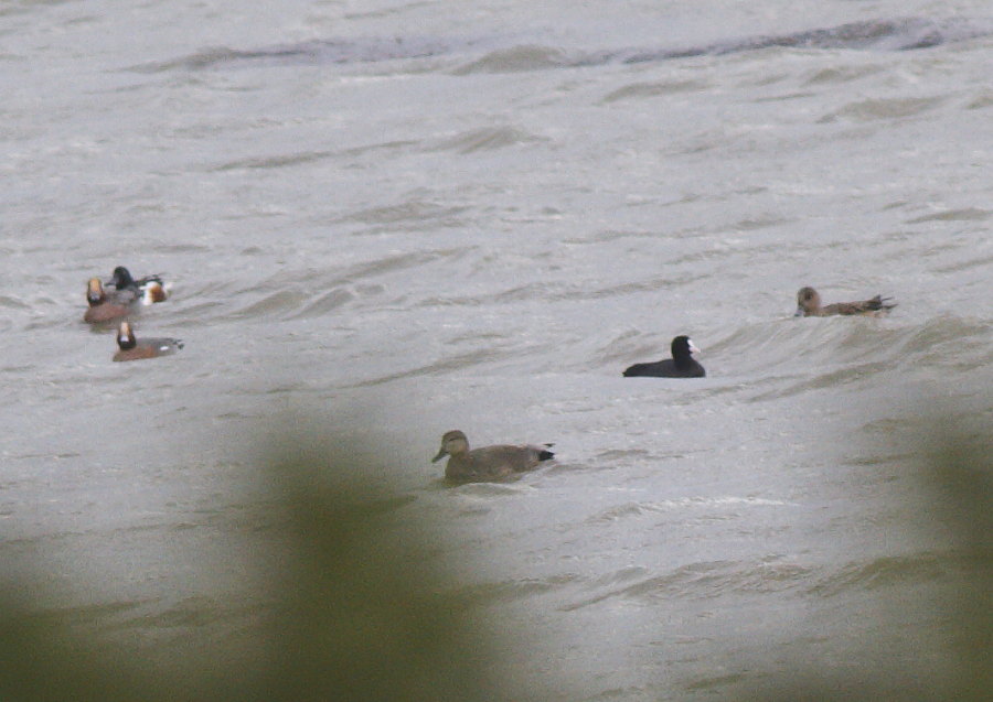 Gadwall
