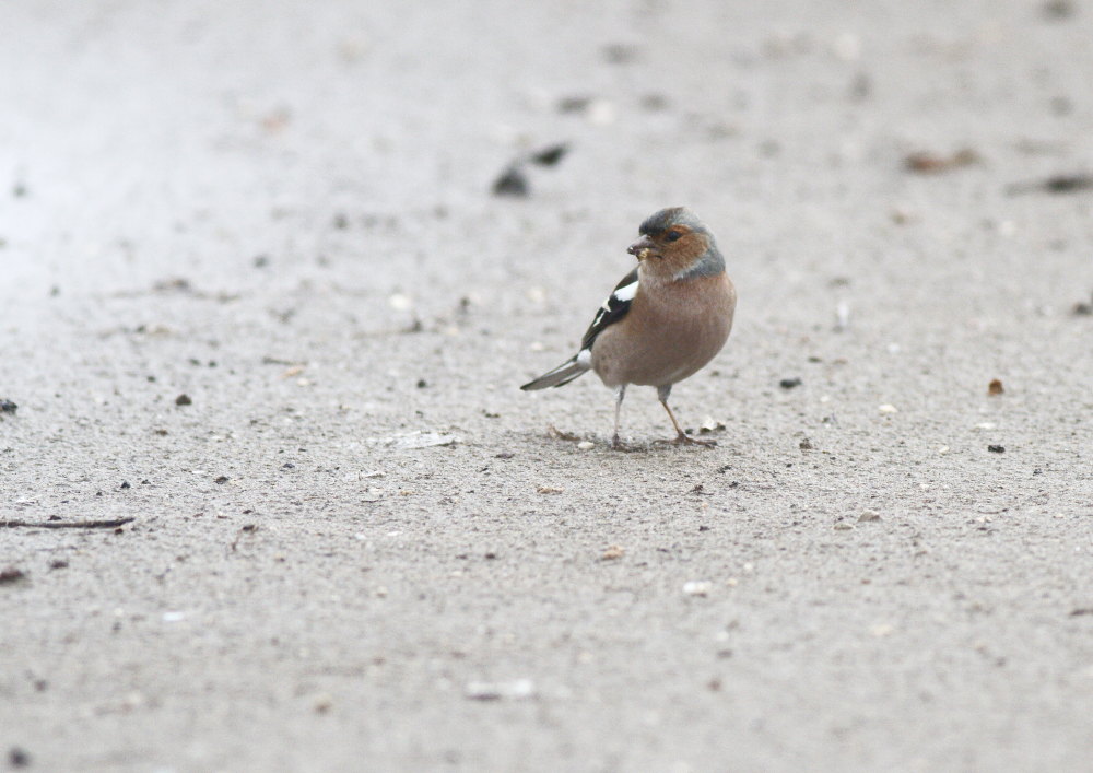 Common Chaffinch
