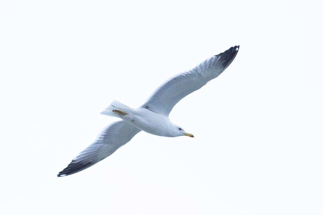 Yellow-legged Gull