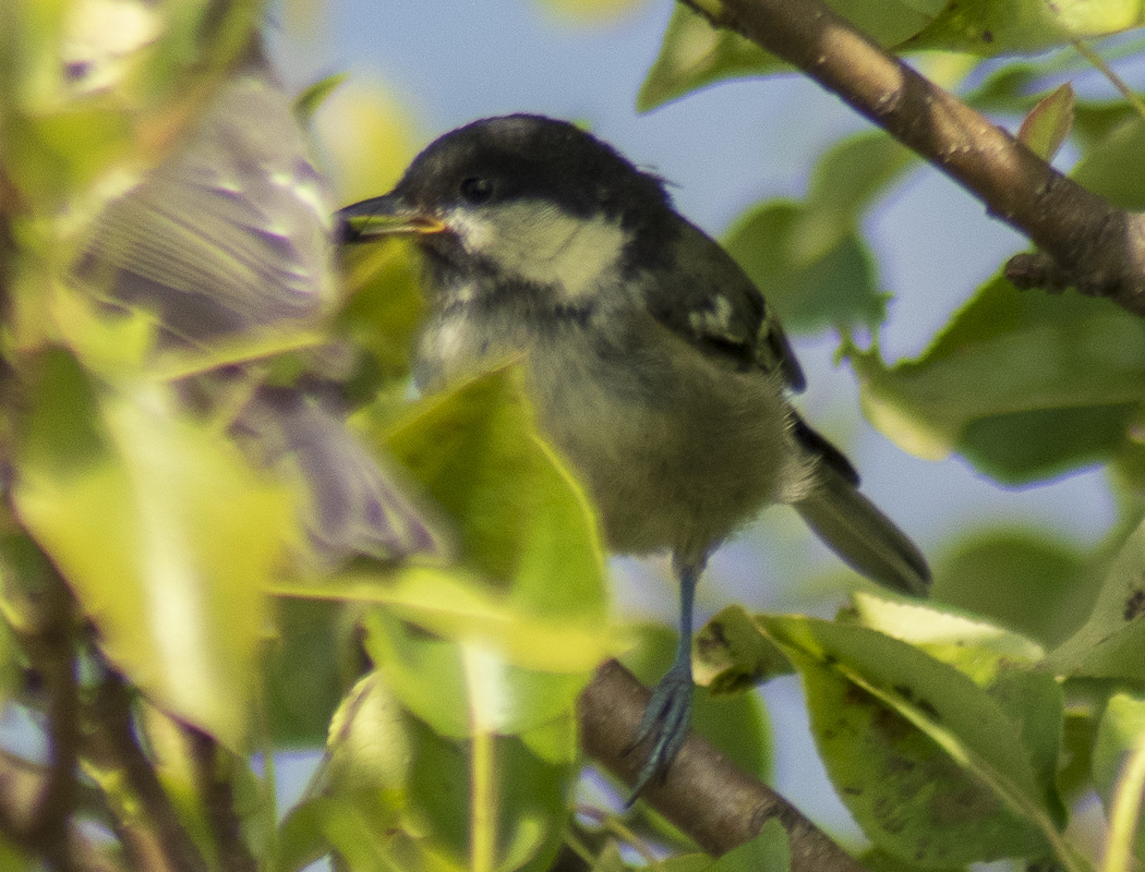 Coal Tit