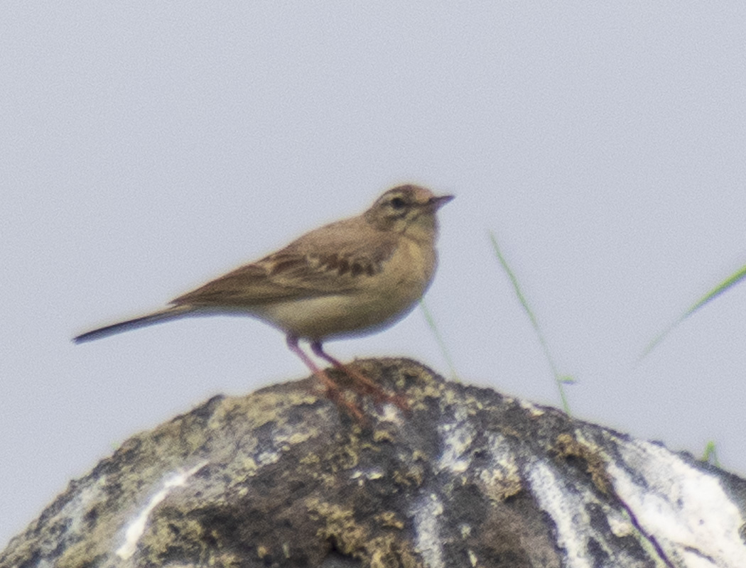 Tawny Pipit
