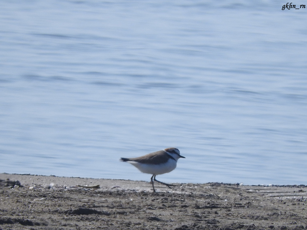Kentish Plover
