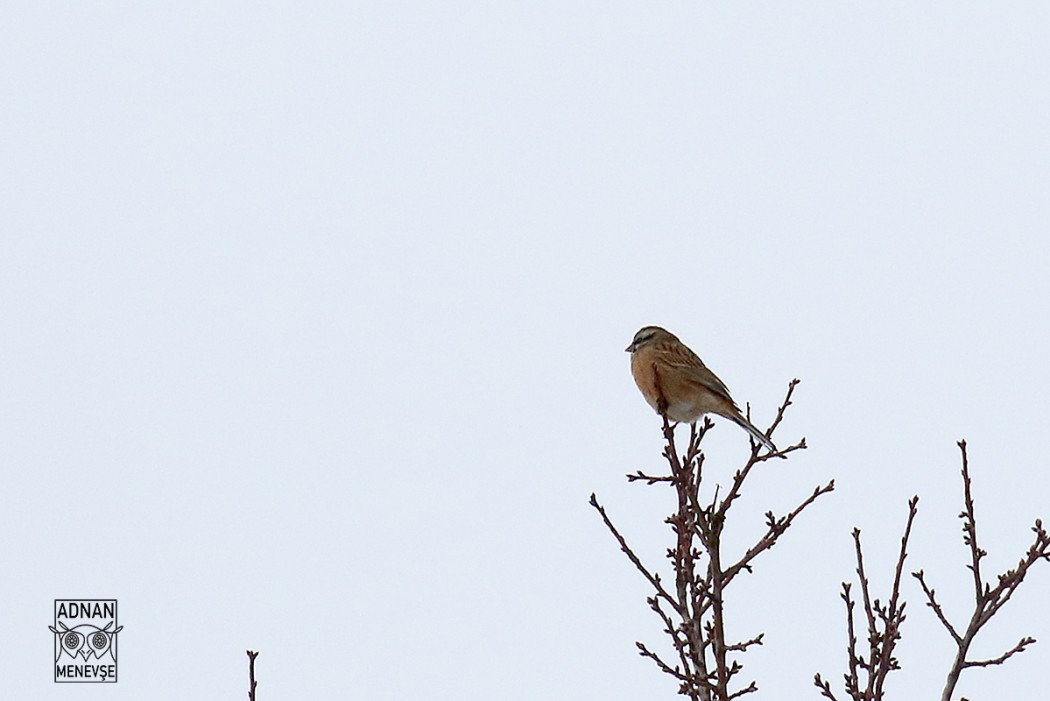 Rock Bunting