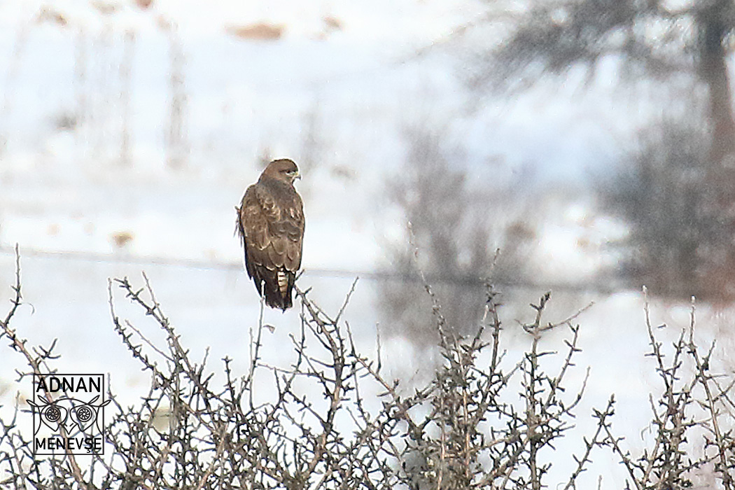 Common Buzzard