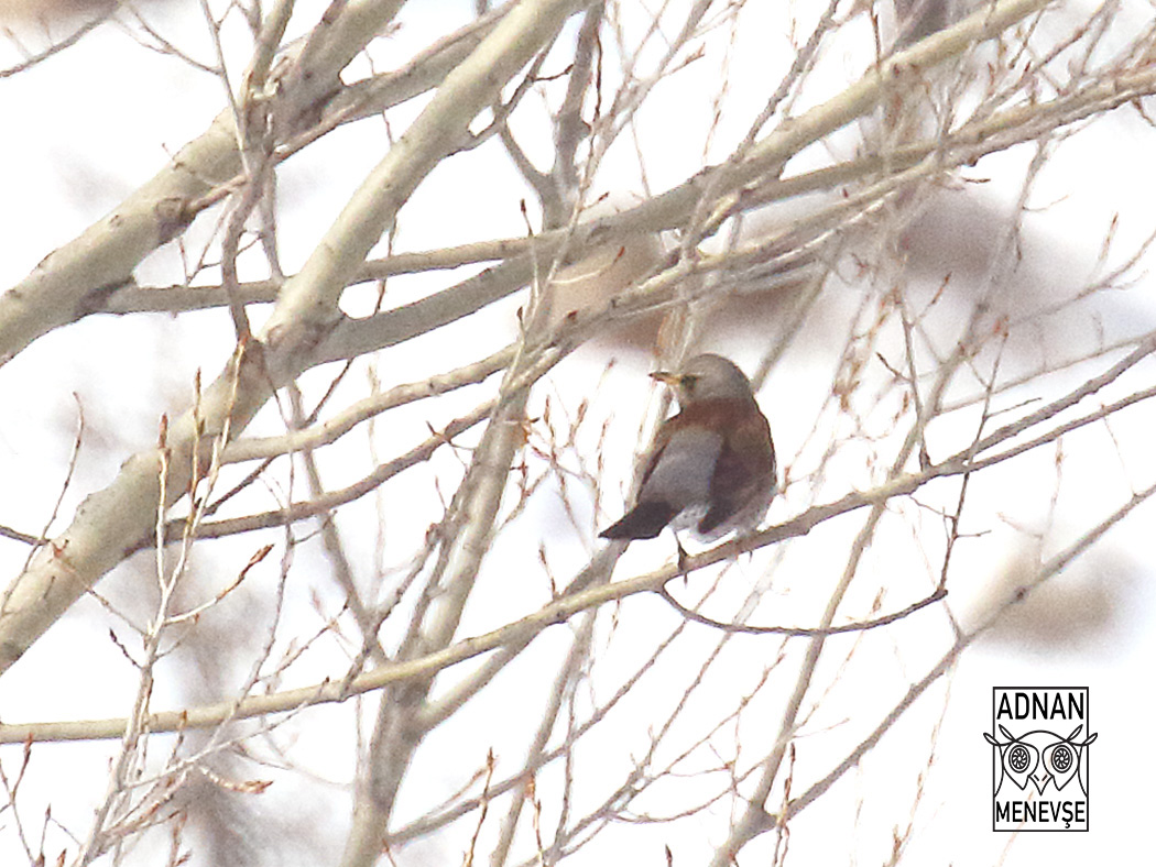 Fieldfare