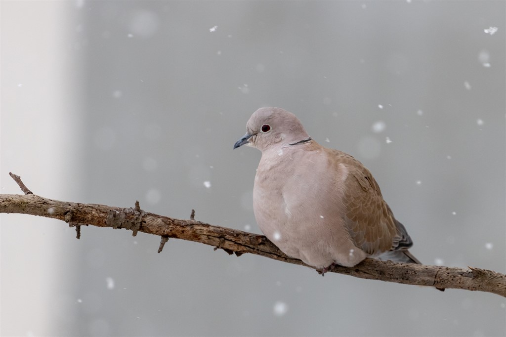 Eurasian Collared Dove
