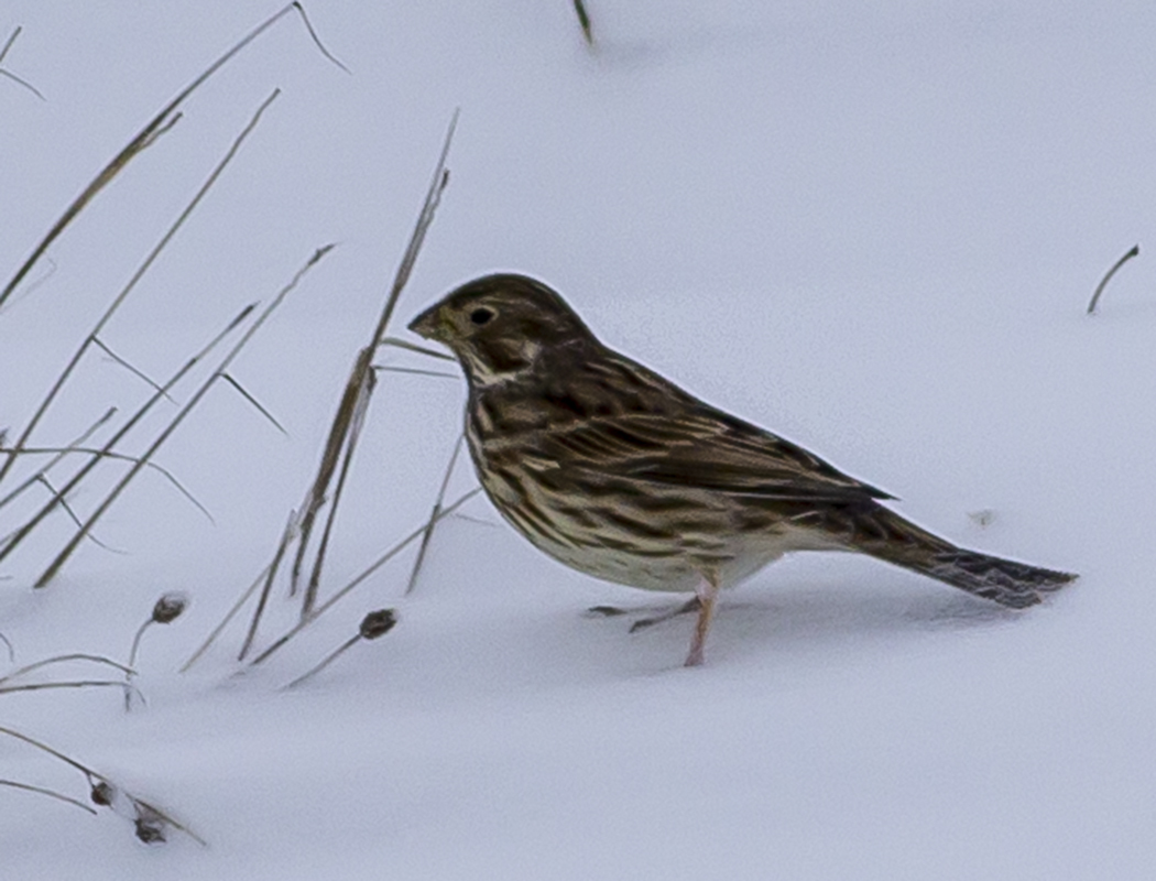 Corn Bunting