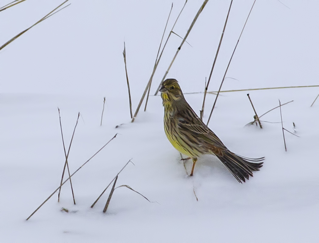 Yellowhammer