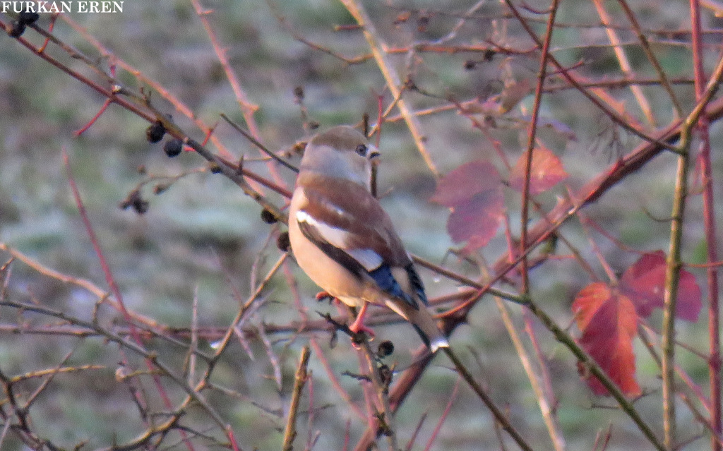 Hawfinch