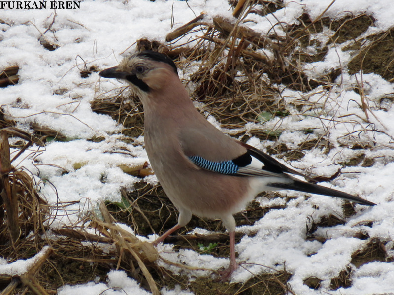 Eurasian Jay